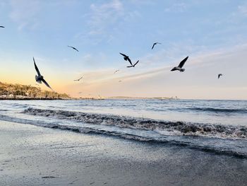 Seagulls flying over beach against sky during sunset