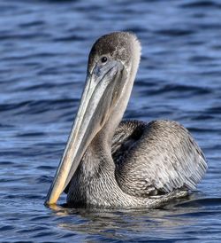 Close-up of pelican swimming in lake