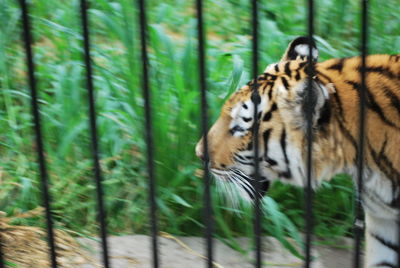 Close-up of a cat in zoo