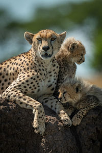 Cheetah with cubs sitting on rock in forest