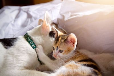 Cat relaxing on bed