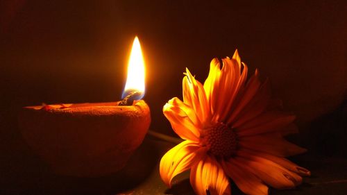 Close-up of illuminated orange flower