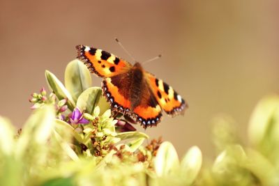 Close-up of butterfly pollinating on purple flower