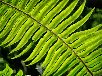 Close-up of green fern