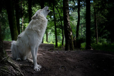 Close-up of dog howling by tree