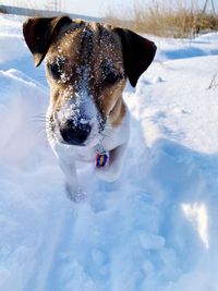 Portrait of dog in snow