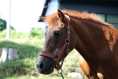 Close-up of horse in ranch