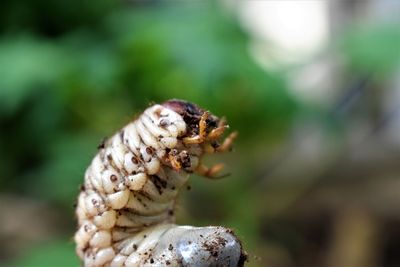 Close-up of insect on leaf