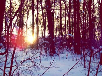 Low angle view of trees against sky during winter