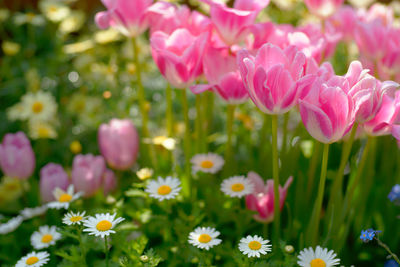 Close-up of pink flowering plants on field