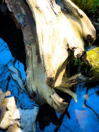 Close-up of lizard on tree