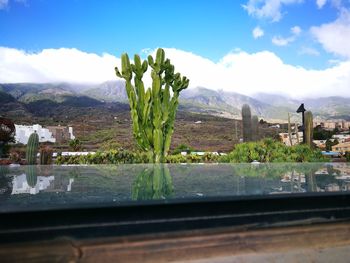 View of a tree with mountain in background