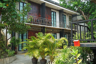 Potted plants and tree by building in city