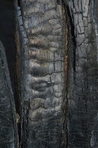 Close-up of tree trunk