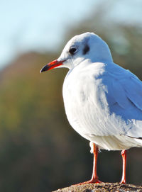 Close-up of seagull perching