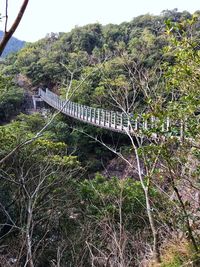 View of bridge in forest