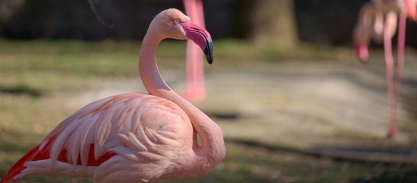 Close-up of flamingo