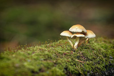 Close-up of mushroom growing on field