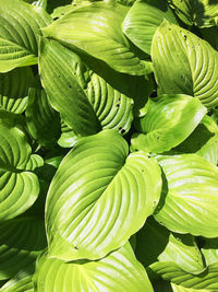 Close-up of green leaves