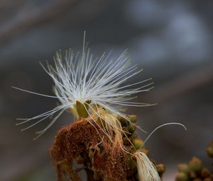 Close-up of wilted plant