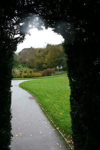 Trees on grassy field