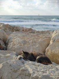 Cat relaxing on beach