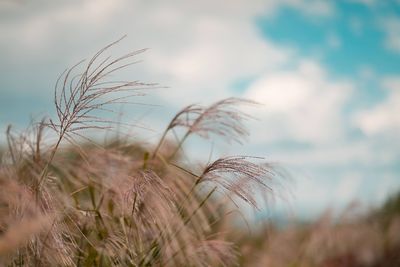 Close-up of stalks in field against sky