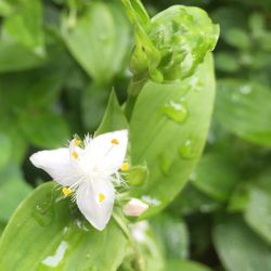 Close-up of white flowering plant