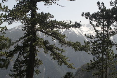 Pine trees in forest against sky during winter