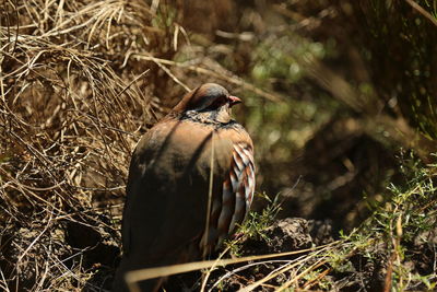 Bird perching on nest