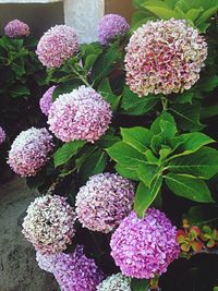 Close-up of pink flowers