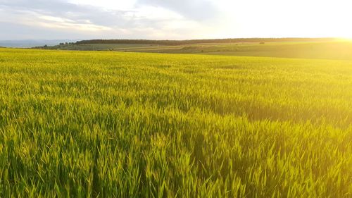 Scenic view of agricultural field against sky