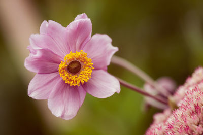 Close-up of pink flower