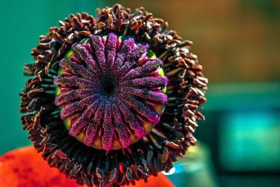 Close-up of purple flowering plant