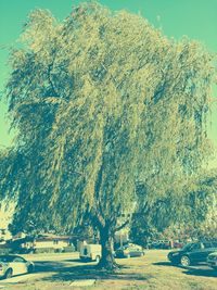 Trees against sky