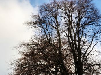 Low angle view of silhouette bare tree against sky