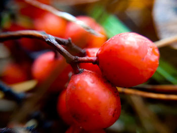 Close-up of tomatoes growing on plant