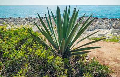 Cactus plant growing on sea shore