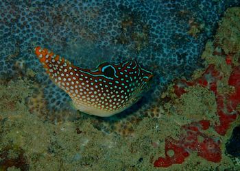 View of fish in sea