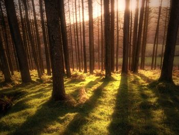 Trees in forest