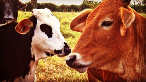 Cows on field