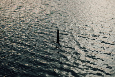 High angle view of lizard swimming in sea