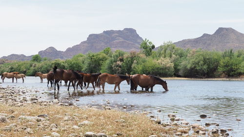 Horses standing in a mountain against sky