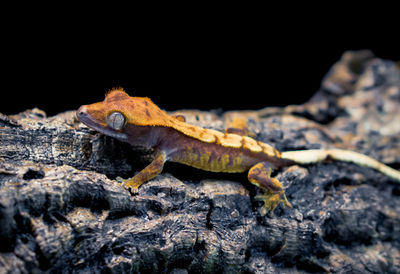 Close-up of lizard on rock