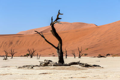 Dead tree on desert against clear sky