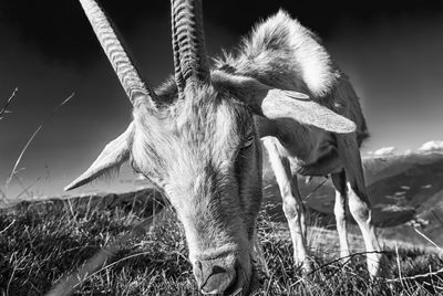 Goat close up 