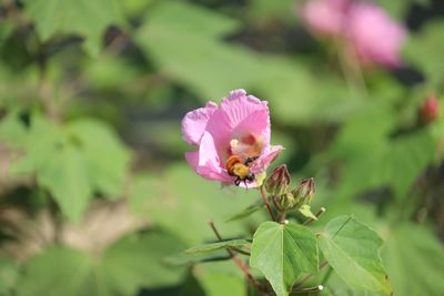 Close-up of pink flowering plant