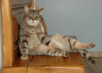 Close-up of cat sitting on table