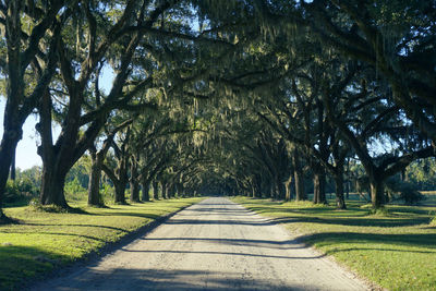 Empty road along trees in park