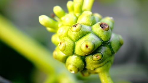 Close up of lizard on plant noni
